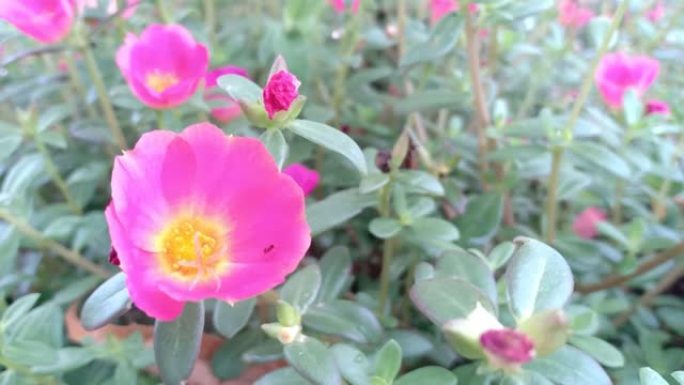 观赏植物藤本植物玫瑰马齿苋大花