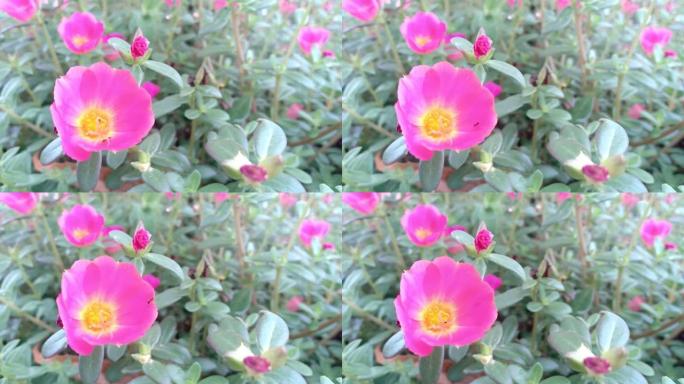 观赏植物藤本植物玫瑰马齿苋大花