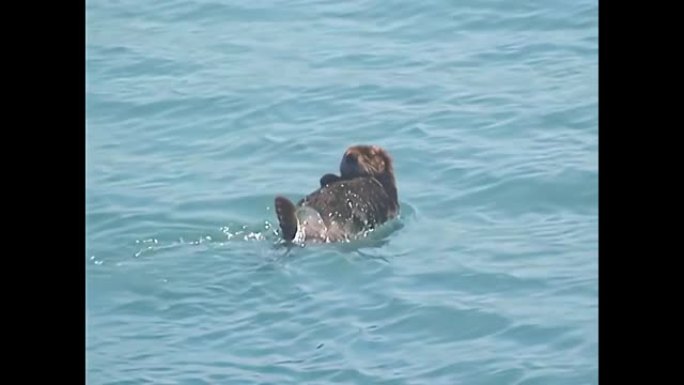 阿拉斯加海獭游泳