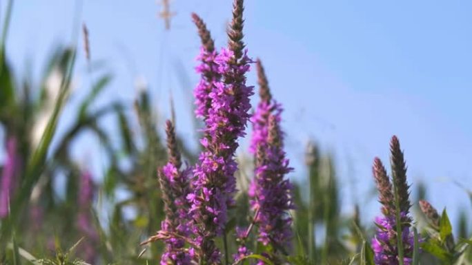 紫色松散生活-夏季枯草药材特写4K UHD视频