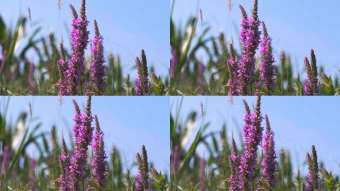 紫色松散生活-夏季枯草药材特写4K UHD视频