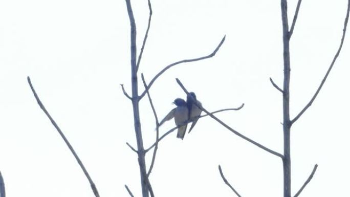 灰飞燕栖息在树梢上。