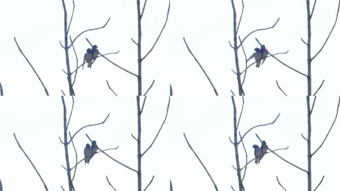 灰飞燕栖息在树梢上。