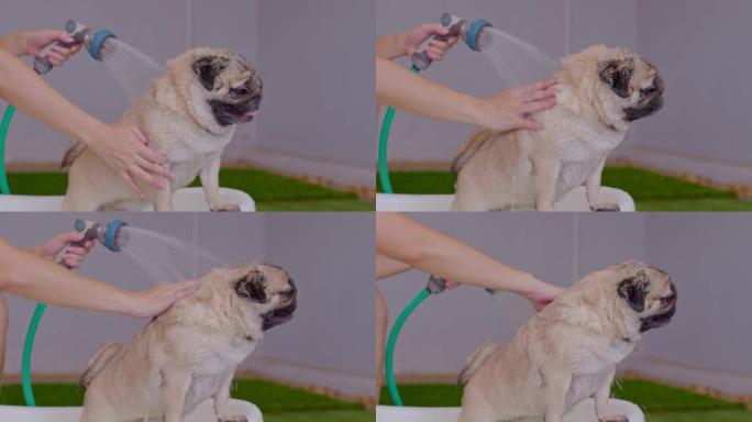 哈巴狗在主人洗澡时抖掉身上的水，可爱的狗抖水乐趣和快乐，纯种健康狗概念