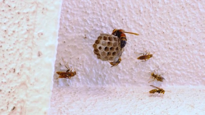 黄蜂攻击纸黄蜂的巢穴