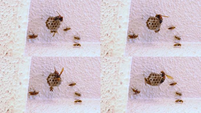 黄蜂攻击纸黄蜂的巢穴