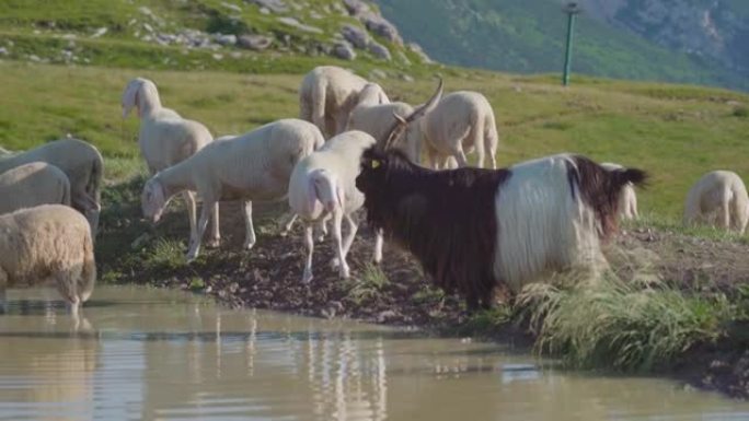 绵羊和山羊在山上的水坑上