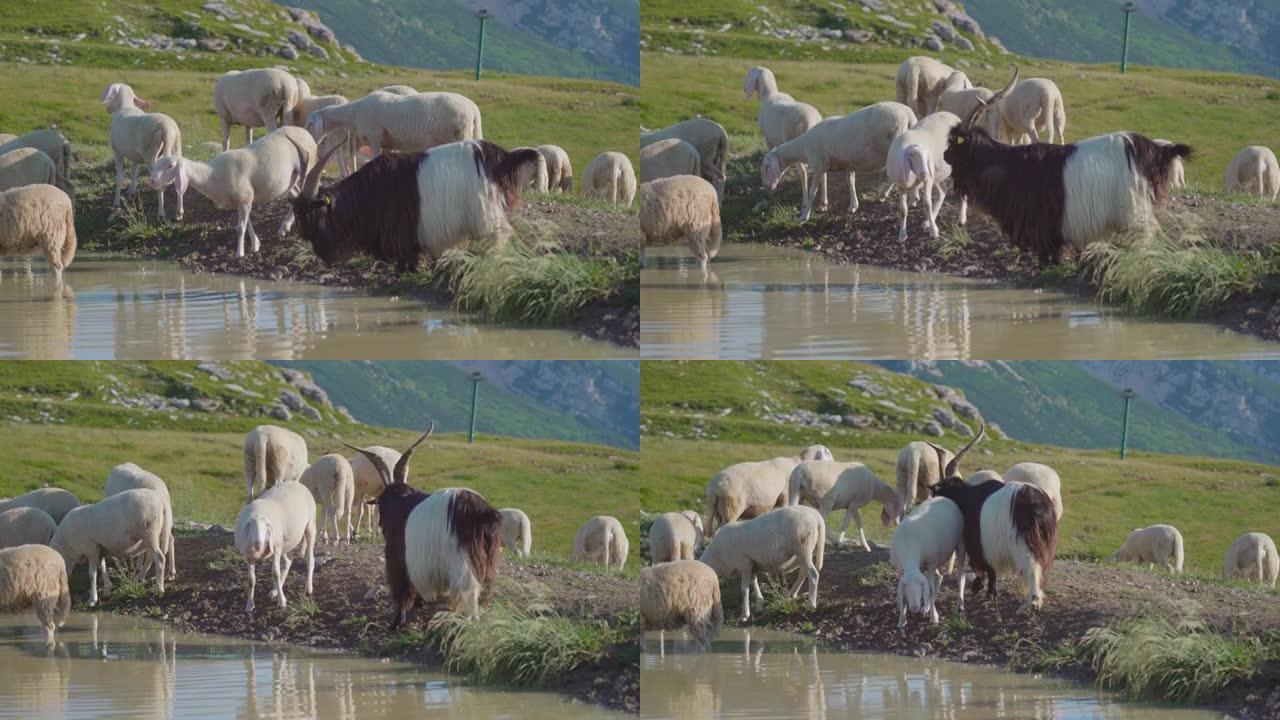绵羊和山羊在山上的水坑上