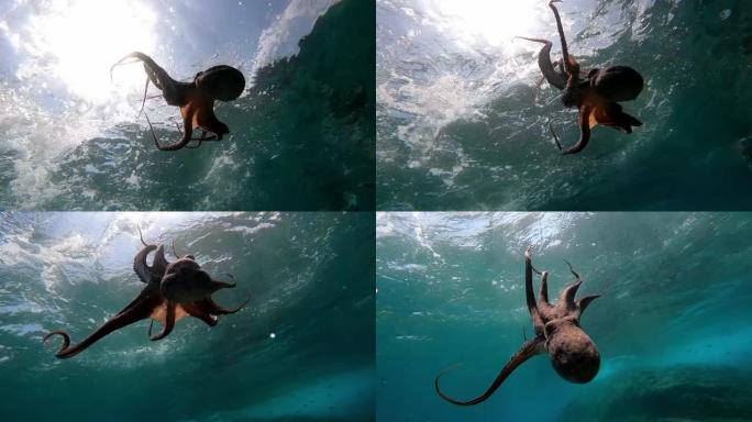 野生章鱼在水下慢动作游泳。章鱼张开双臂，就像在地中海的水下跳舞一样。海上一只章鱼