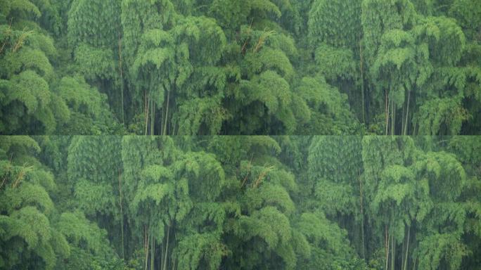 竹林大雨