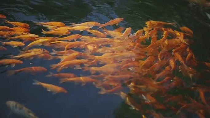 Slo运动水中的金鲤鱼