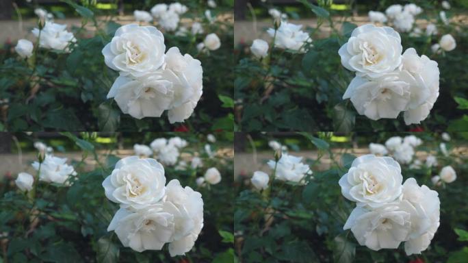 花园里长着白玫瑰