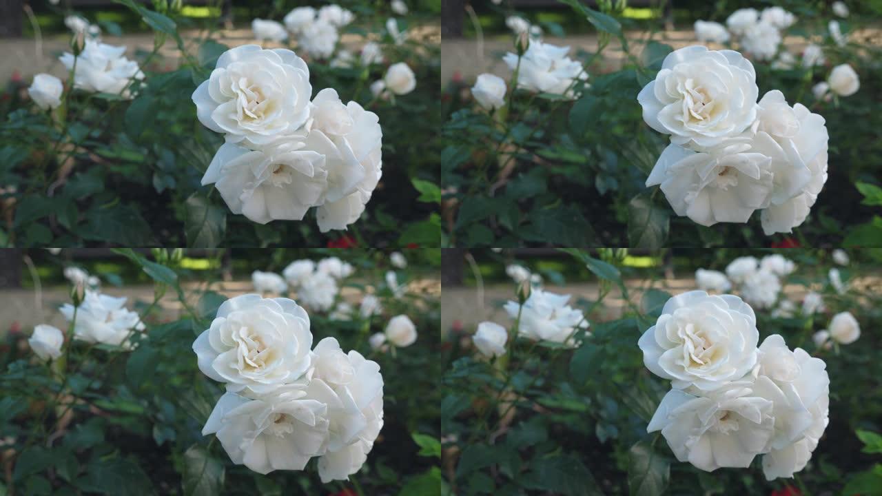 花园里长着白玫瑰