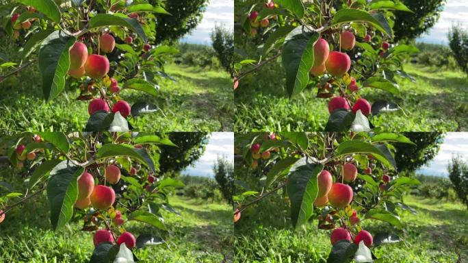 果园中的苹果树红果实绿色健康果实累累