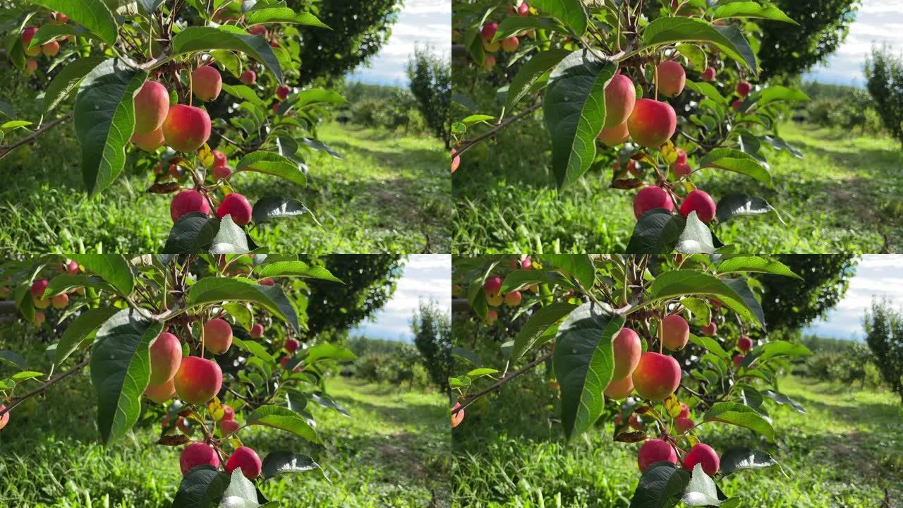 果园中的苹果树红果实绿色健康果实累累