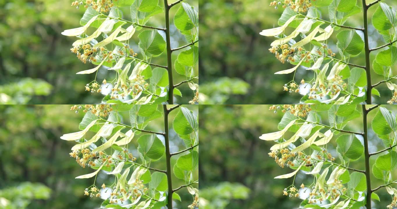 花上的蜜蜂。蜜蜂从椴树花中收集花蜜