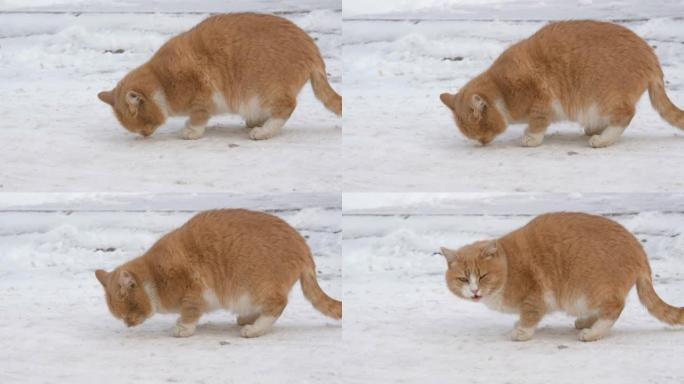 美丽的姜猫在冬天的雪地里散步