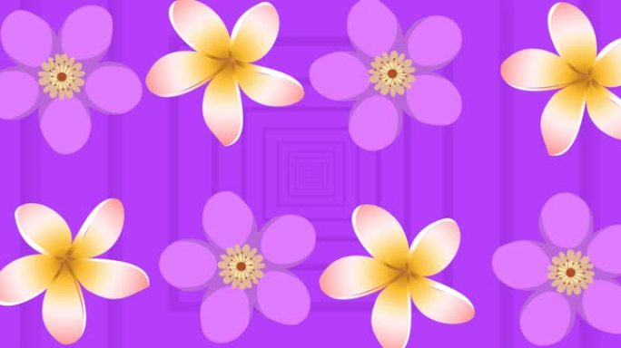紫色和黄色花朵在紫色背景上旋转的动画