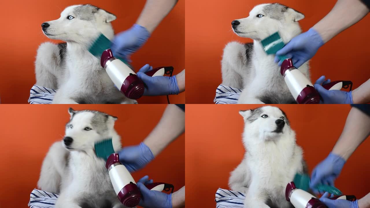 照顾西伯利亚哈士奇狗造型羊毛梳子和橙色背景的吹风机