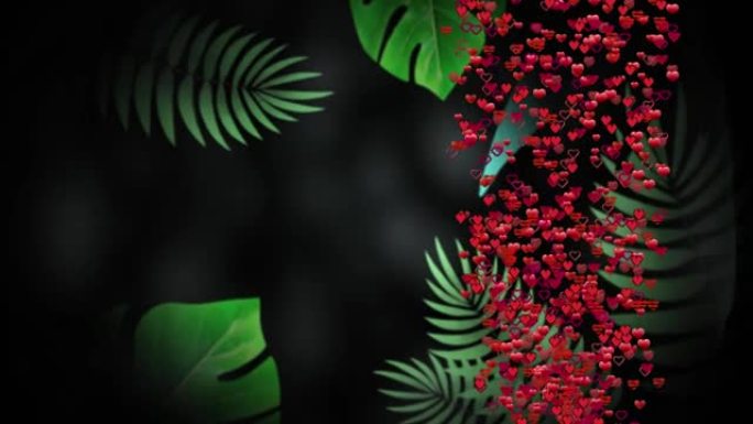 黑色背景上热带叶子上漂浮的心的动画