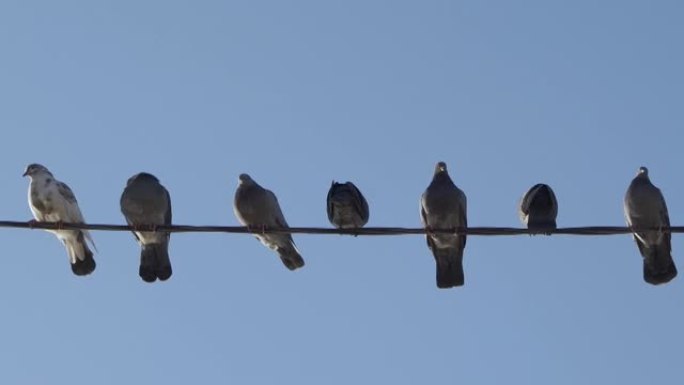 有趣的鸟坐在电线上。野鸽的行为。