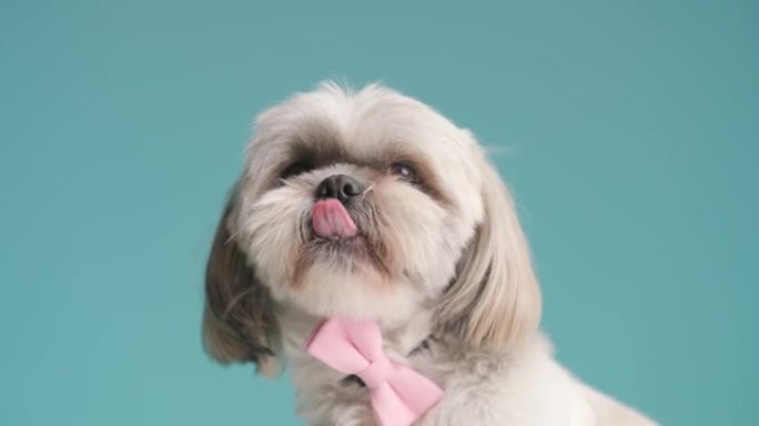 西施犬舔着嘴，戴着粉红色的领结，看着蓝色背景的侧面