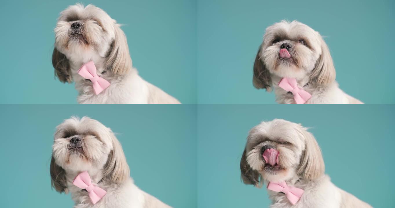 西施犬舔着嘴，戴着粉红色的领结，看着蓝色背景的侧面