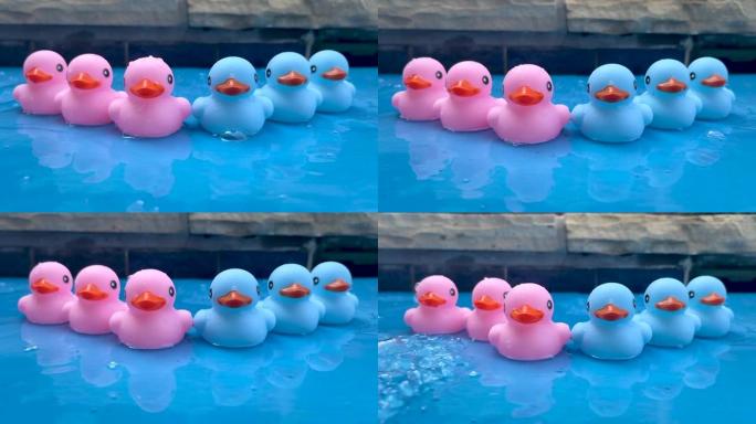 游泳池里的蓝色和粉红色橡皮鸭，性别揭示聚会