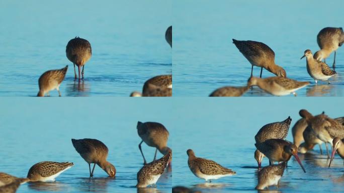 鸟类-黑尾god wits ( Limosa limosa) 在浅水中行走，采摘长喙的淤泥，在夏天阳