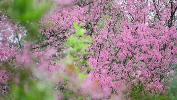 樱花花开开放季节素材春季春景