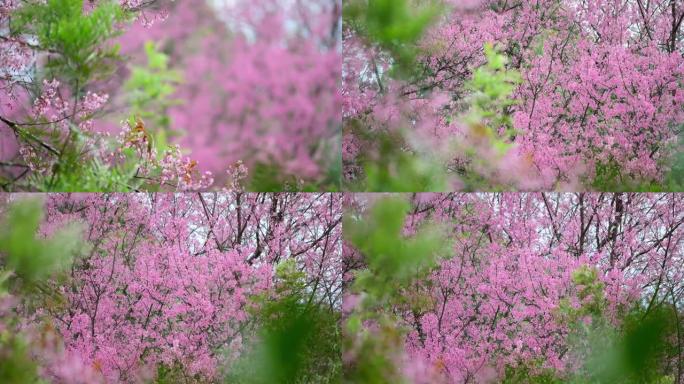 樱花花开开放季节素材春季春景