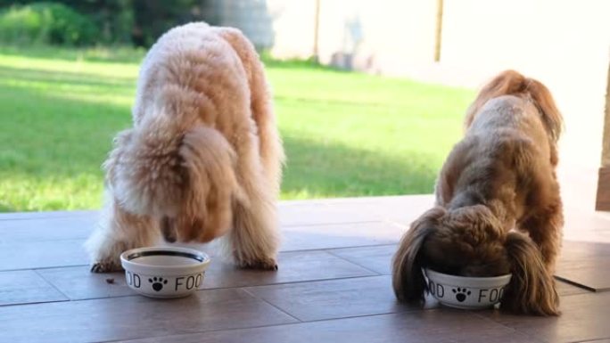 两只饥饿的狗吃干减肥食品碗。
