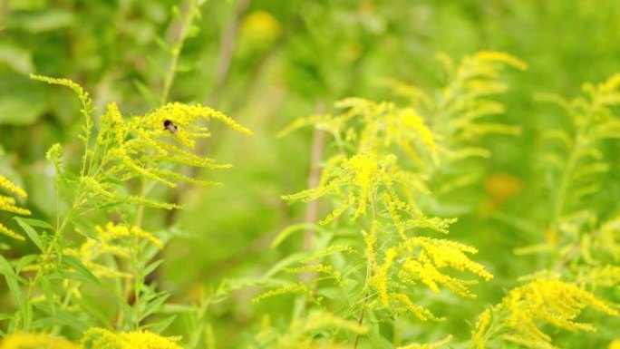 大黄蜂收集花蜜。加拿大一枝黄花，加拿大一枝黄花