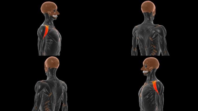 三角肌解剖的锁骨部分医学概念3D