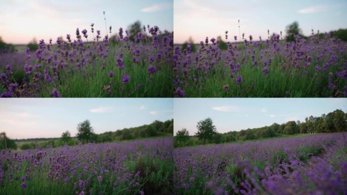 紫色斑块在盛开的薰衣草田。