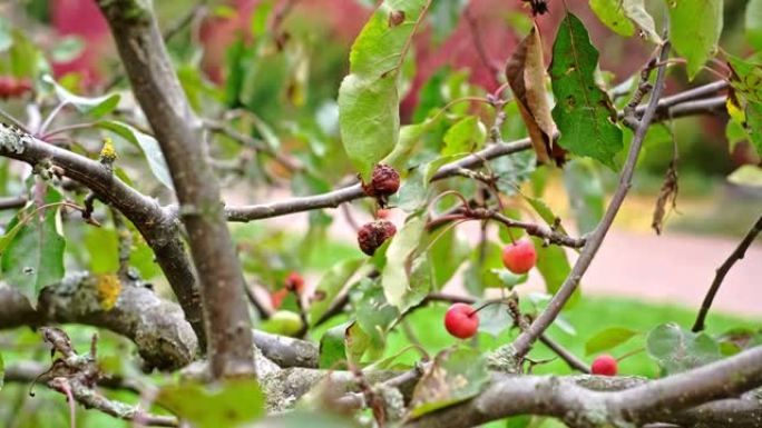 秋天第一天挂在树枝上的烂野苹果樱桃