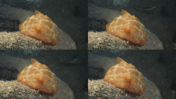 水下海洋研究小组在水肺潜水活动中发现的胸膜海蛞蝓物种。