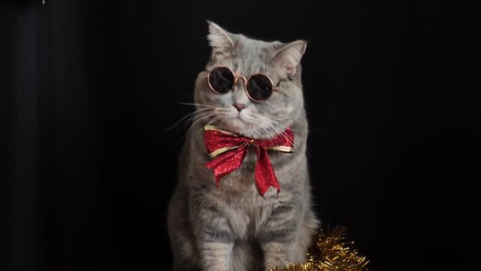 猫用眼镜庆祝新年快乐2022