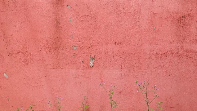 紫色粉色草花红色柔和复古墙-成长概念