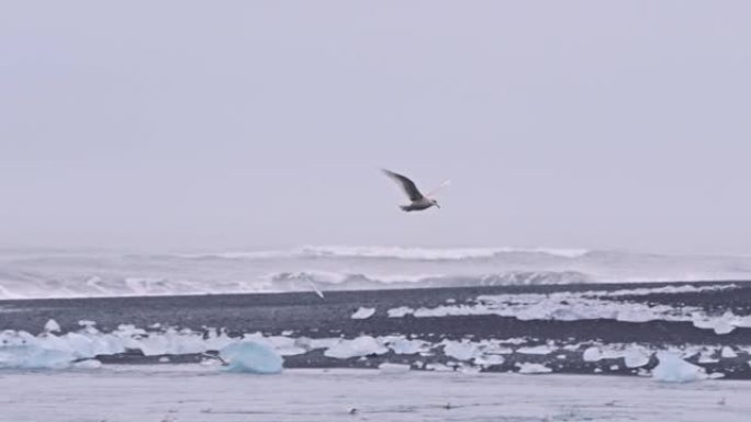 冰岛钻石海滩上空的海鸥