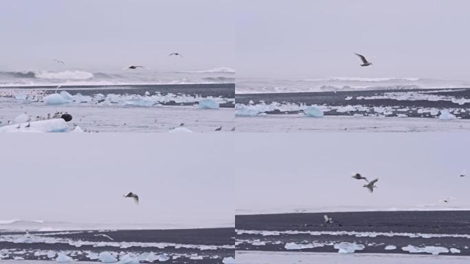 冰岛钻石海滩上空的海鸥