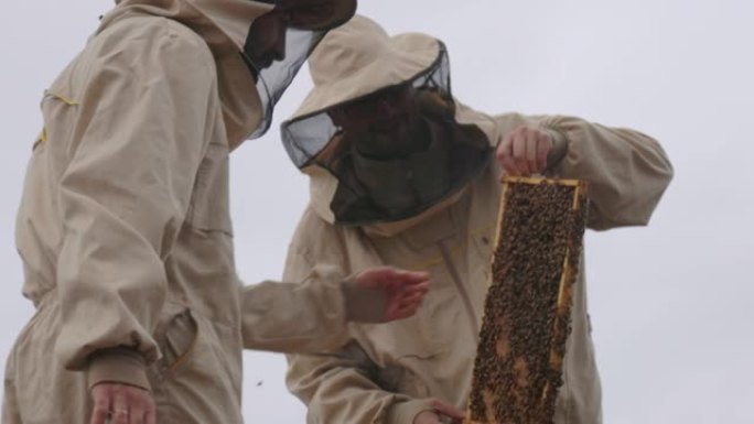 寻找蜂后昆虫类养蜂采蜜蜂农