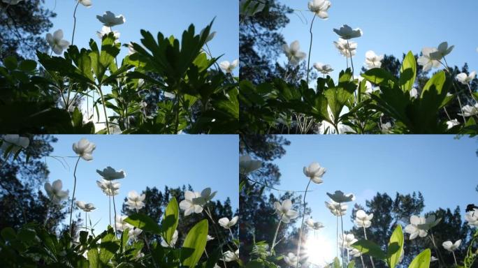 森林中银莲花的白色花朵，日落之光，仰望