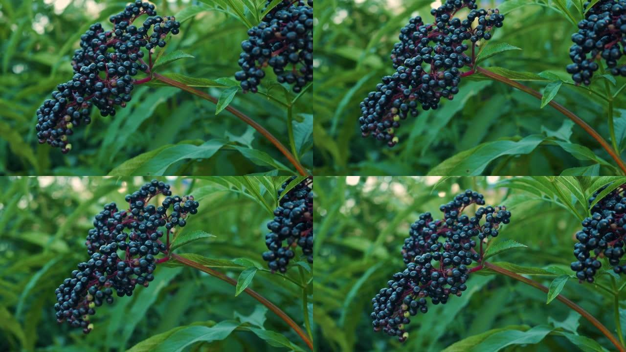 慢动作接骨木树枝在风中摆动。种植园上成熟的黑莓