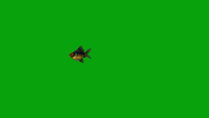 绿色屏幕背景游泳黑色摩尔鱼运动图形