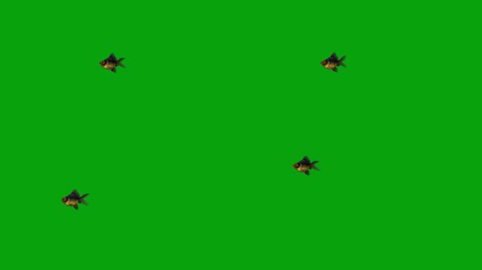 绿色屏幕背景游泳黑色摩尔鱼运动图形