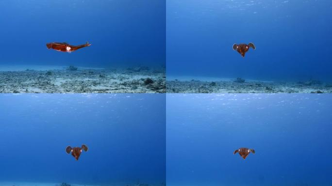 库拉索岛周围加勒比海珊瑚礁绿松石水中的礁鱿鱼海景