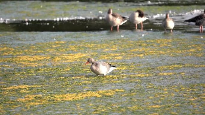 池塘浅水中的藻类，水生植物和漂浮物中的单一灰鹅，Anser anser，草料