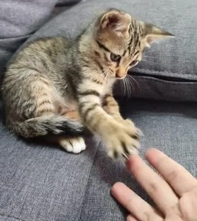 托比猫玩人手指