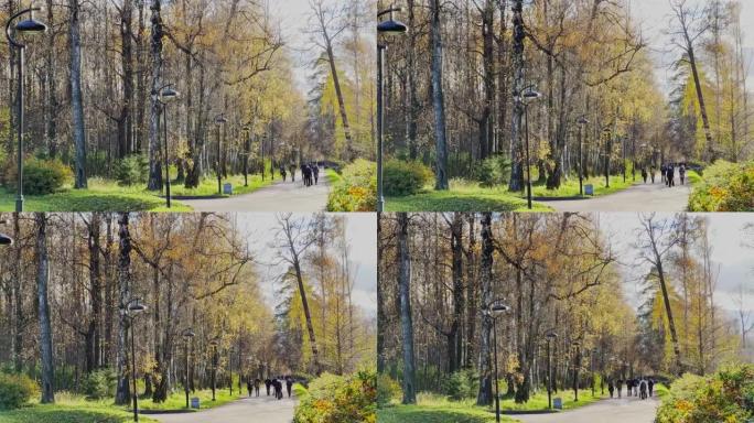 秋天公园里的小路，树上和地上的黄叶，长长的树影，行走的人，阳光的阳光